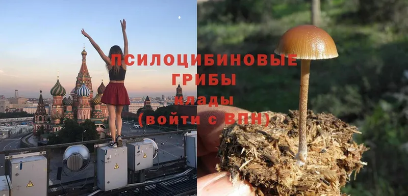 Галлюциногенные грибы Cubensis  Олонец 